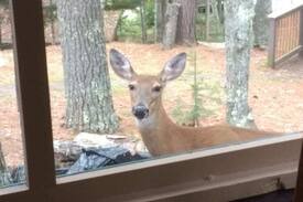 Sayner Cabin | Innisfree Cabin on Plum Lake