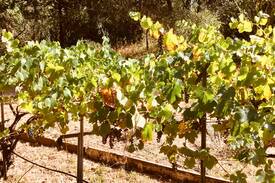 Healdsburg House | Paxton Guesthouse 3 Acre Estate