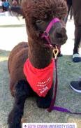Woodridge Cabin | Mamoes country cottage alpaca farm stay b & b