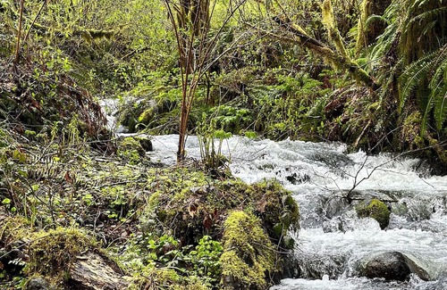 Tillamook Cabin | Private waterfall, 3 acres of forest, 400ft of Wilson River, with music & coffee