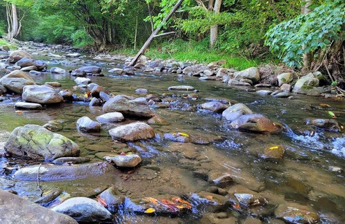 Del Rio Cabin | Enjoy Mother Nature and Spring at The Spot!