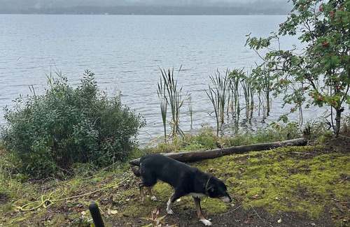 Lakelse Cabin | Cozy Semi-Off Grid waterfront Cottage with spacious property - Pet Friendly