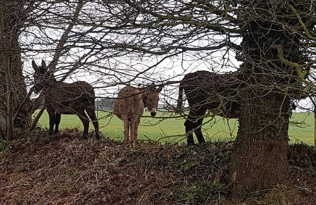Ty Bihânes welcomes you to a peaceful setting in the heart of the countryside, surrounded by donkeys.