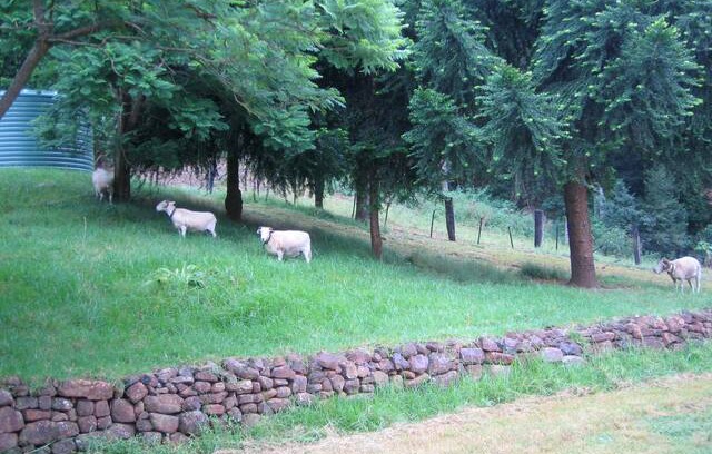 Budderoo Other | Jamberoo Peacefull private Farm Stay Green Grass.